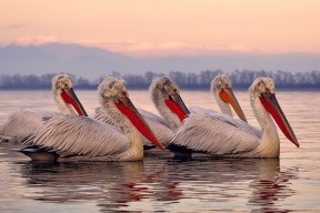 华体会网址-库尔图瓦的虚拟对手，当秘鲁与奥地利在记忆的缝隙中交锋
