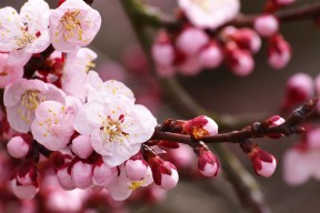 华体会登陆-疾风骤雨中的红色雷霆—维斯塔潘银石雨战力克勒克莱尔登顶