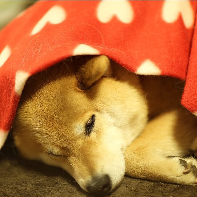 华体会登陆-武切维奇三节轰30+20，快船马刺之战第三节已成垃圾时间  第2张