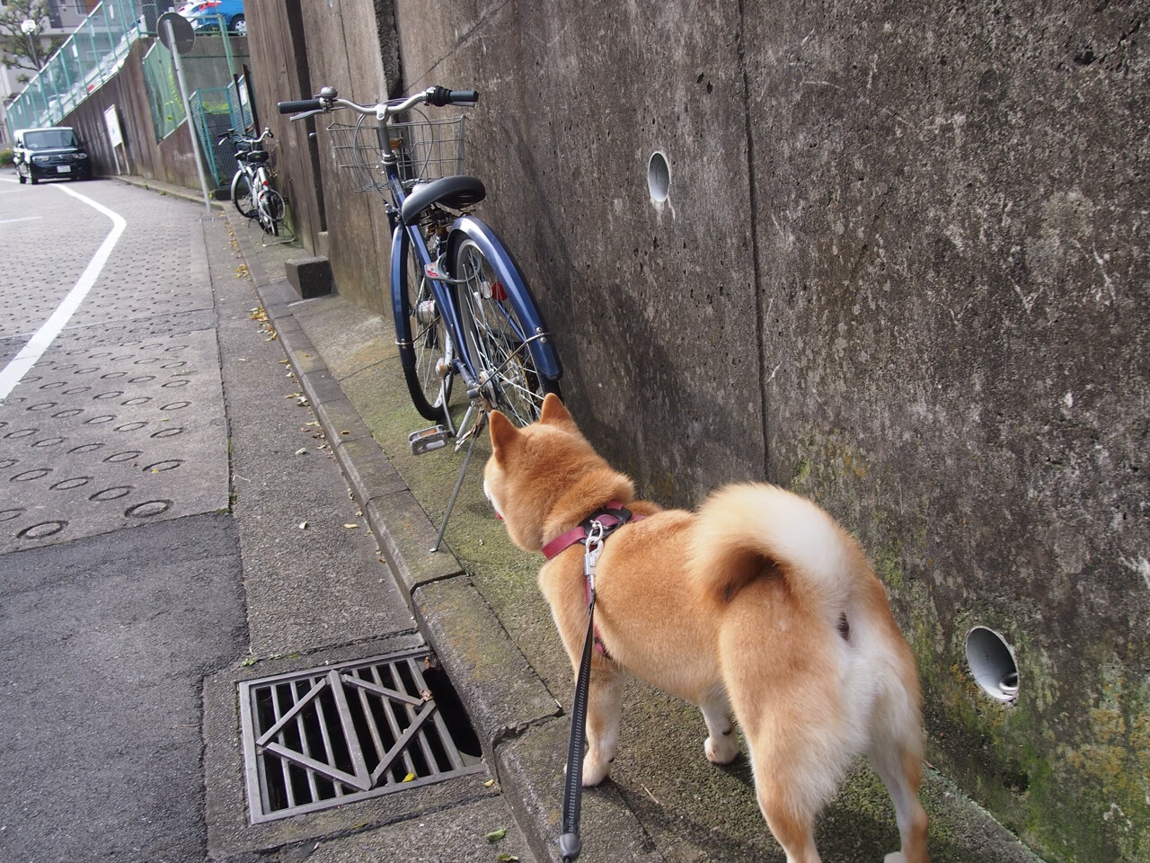 华体会体育-英格拉姆如利剑出鞘，凯尔特人钢铁洪流正面击溃北京队，一场跨越太平洋的破晓之战  第2张